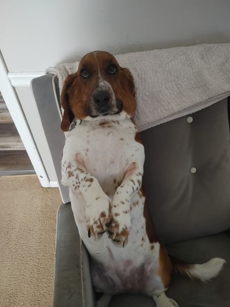 Dixie