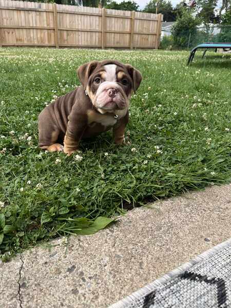 Millie