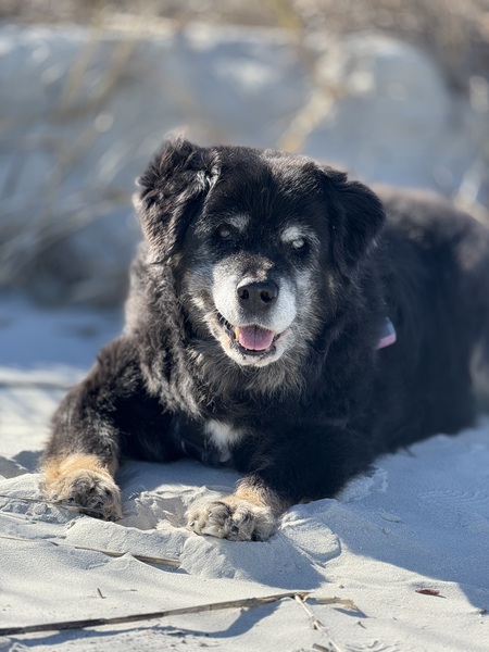 Bailey