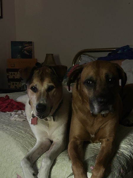 Cooper and Ollie