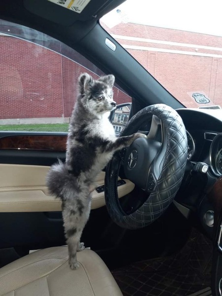 Oreo