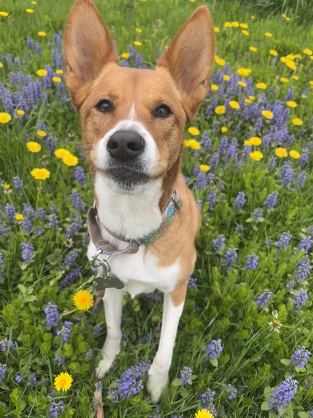 Entry image for Xena. Clicking this image will show a larger photo