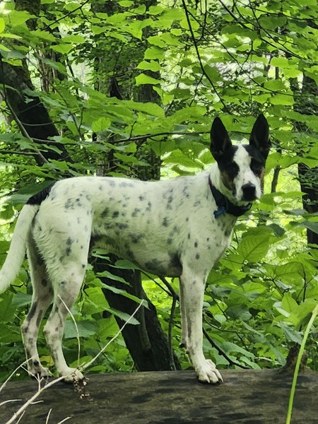 Entry image for Benny. Clicking this image will show a larger photo