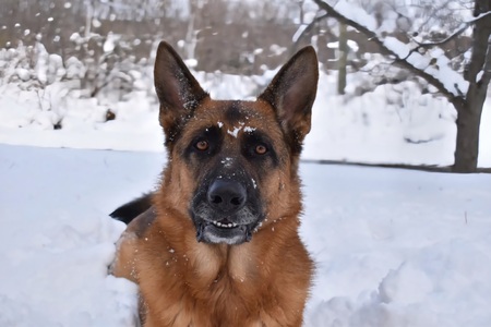 Entry image for Odin. Clicking this image will show a larger photo