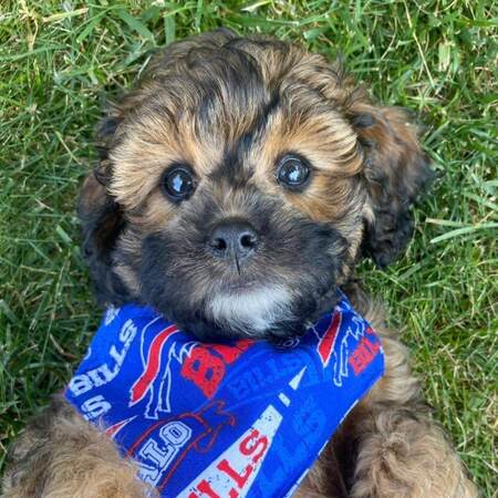 Entry image for Olivia . Clicking this image will show a larger photo