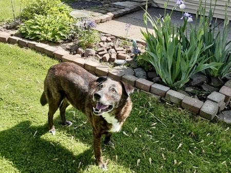 Scout