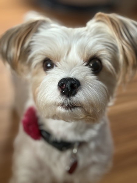 Bailey 