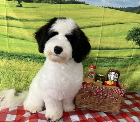 Entry image for Fiona. Clicking this image will show a larger photo