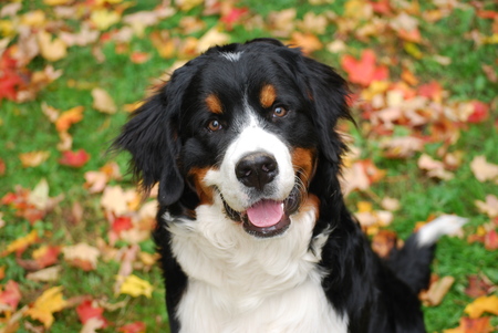 Entry image for Darryl Dixon . Clicking this image will show a larger photo