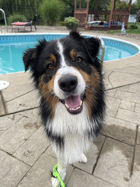 Entry image for Sam. Clicking this image will show a larger photo