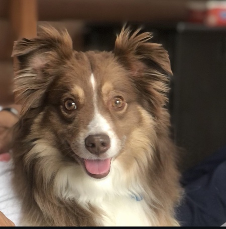 Entry image for Maverick. Clicking this image will show a larger photo