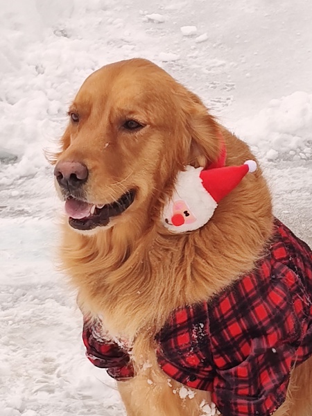 Entry image for Ginger. Clicking this image will show a larger photo