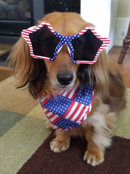 Entry image for Frankie. Clicking this image will show a larger photo