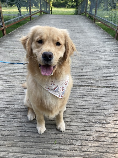 Entry image for Benny . Clicking this image will show a larger photo