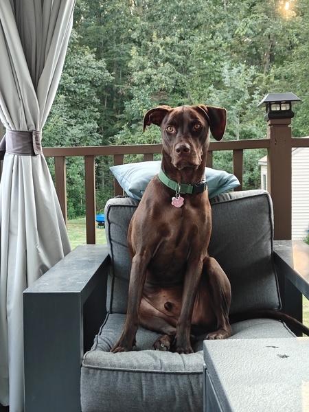 Entry image for Charlie. Clicking this image will show a larger photo