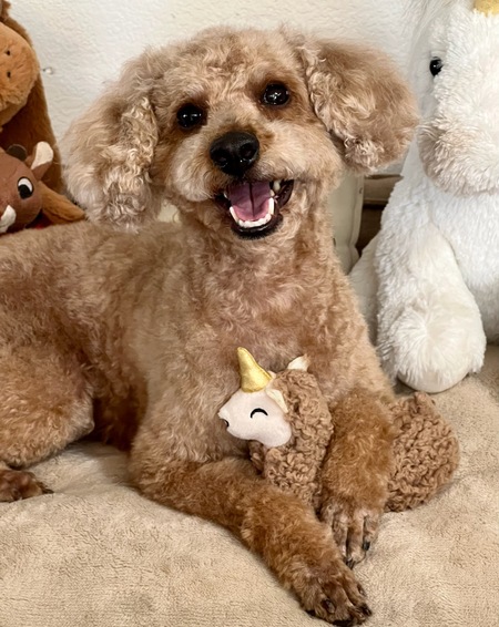 Elmo, the Singing Dog