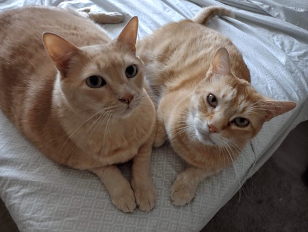 Chico and Cheddar