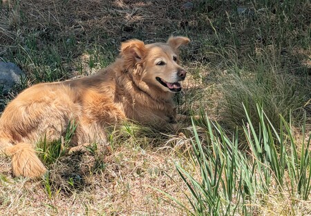 Sadie