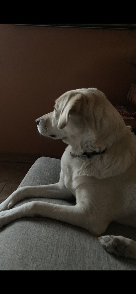 Sophie