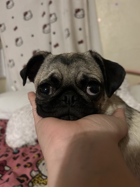 Rana