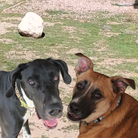 Lady and Barney
