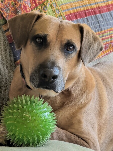 Macy