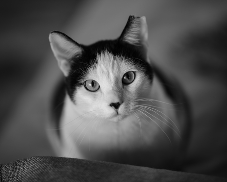 Cal