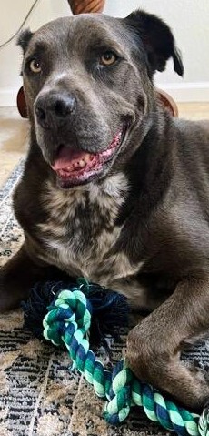 Buddy