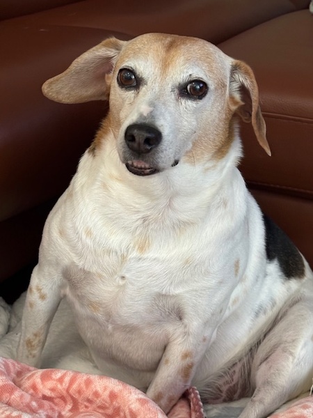 Odie