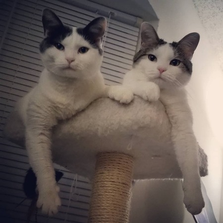 Lily & Luna