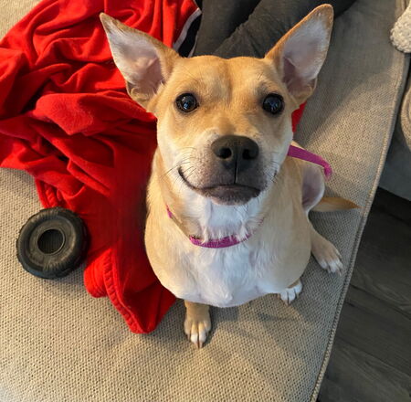 Entry image for Finnley. Clicking this image will show a larger photo