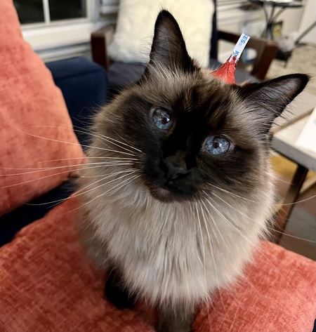 Sadie