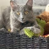 Entry image for Rennala