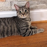 Entry image for Pepper