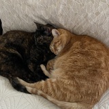Entry image for Alana and Sabrina 