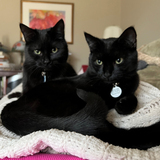 Entry image for Ichabod Sage and Salem Giles