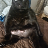 Entry image for Sassy 