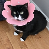Entry image for Frankie