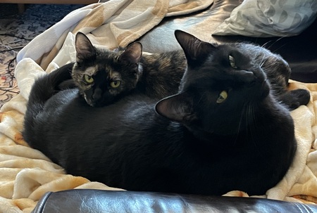 Coal and Ember