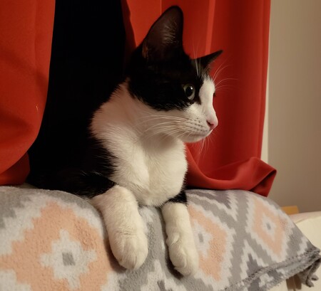 Sophie