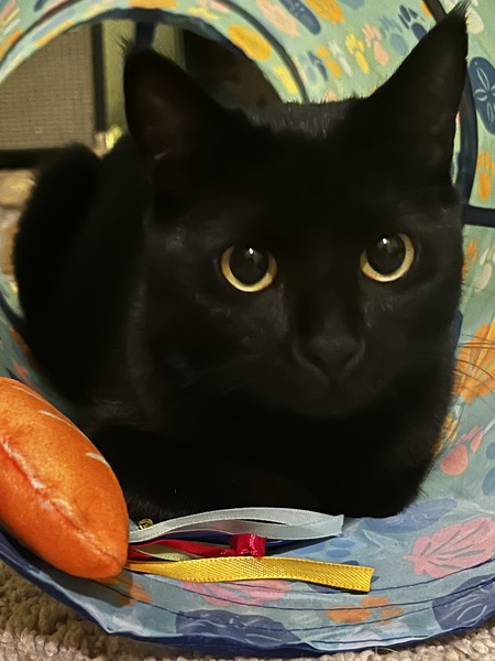 Bella