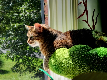 Daphne du Meowier