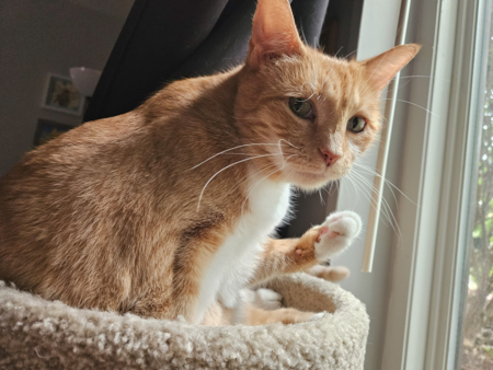 Entry image for Daisy Maeve Crunchwrap. Clicking this image will show a larger photo