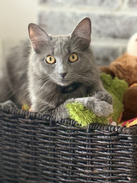 Entry image for Rennala. Clicking this image will show a larger photo