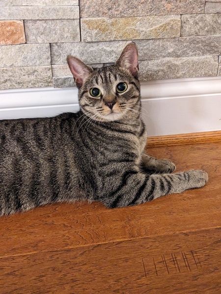 Entry image for Pepper. Clicking this image will show a larger photo