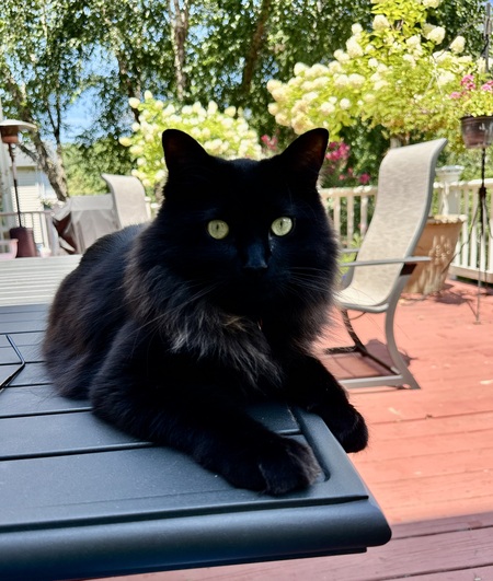 Entry image for Pepper. Clicking this image will show a larger photo