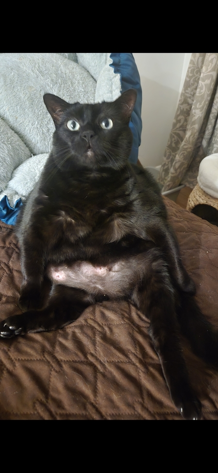 Entry image for Sassy . Clicking this image will show a larger photo