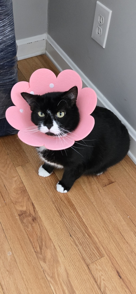 Entry image for Frankie. Clicking this image will show a larger photo
