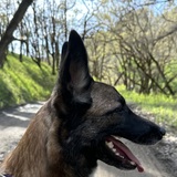 Entry image for Tashi