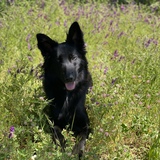 Entry image for Smudge 